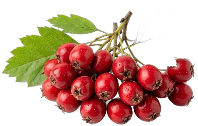 Alıç